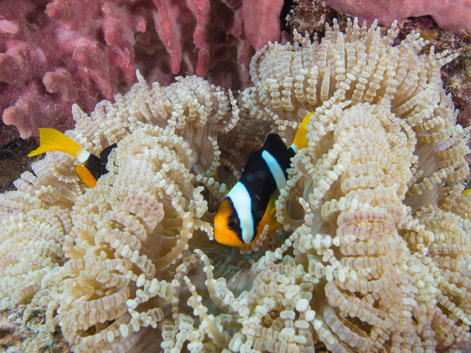Die besten Tauchplätze rund um Phuket - Shark Point und Anemone Reef