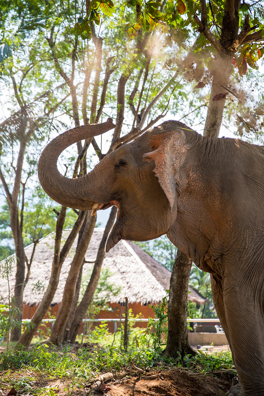 Phuket Elephant Sanctuary