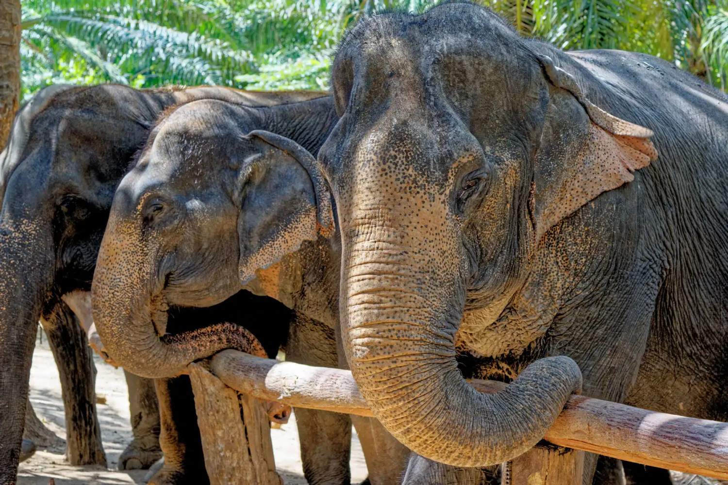 Phuket Elephant Sanctuary