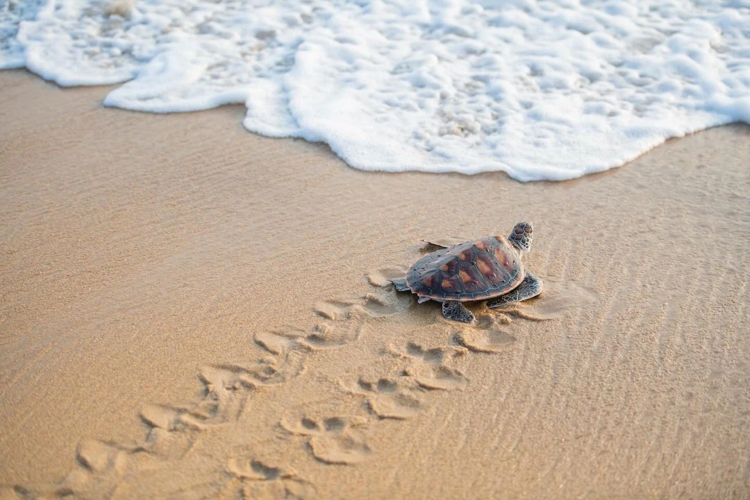 The best things to do in Khao Lak with kids - Sea Turtle Conservation Center